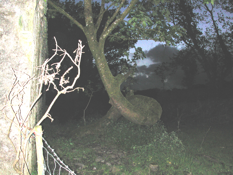 Tree at Swanton farm in Lissicorrane 2.jpg 467.6K